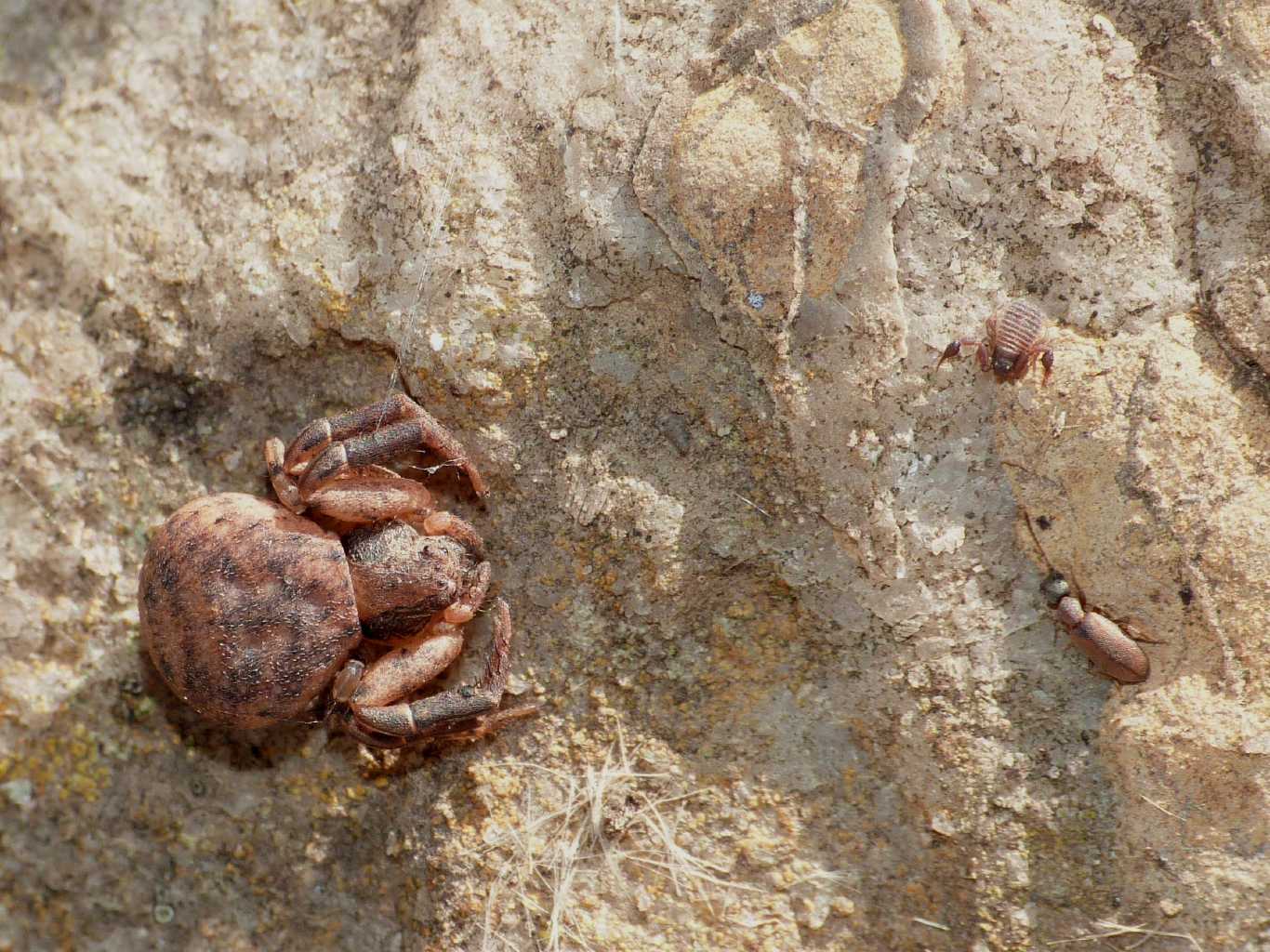 Ozyptila sp. - Santa Severa (RM)